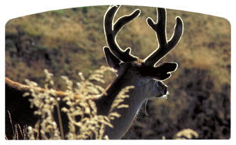 DACRO-310 Gone Hunting (Deer)